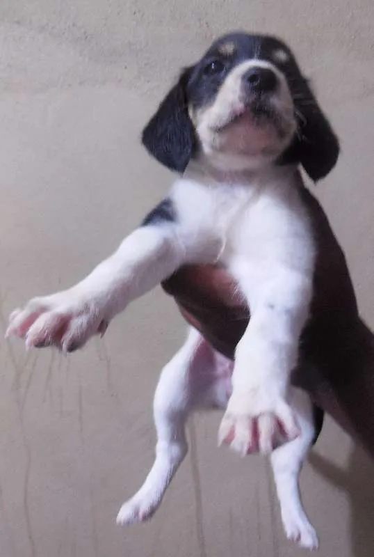 Cachorro raça INDEFINIDA idade Abaixo de 2 meses nome NÃO TEM