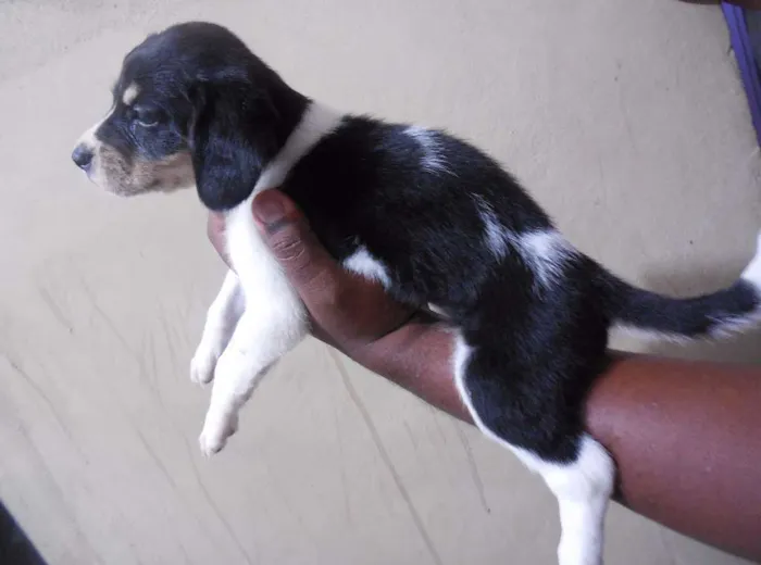 Cachorro raça INDEFINIDA idade Abaixo de 2 meses nome NÃO TEM