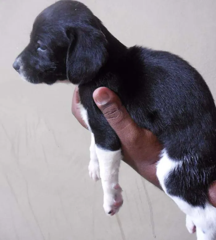 Cachorro raça INDEFINIDA idade Abaixo de 2 meses nome NÃO TEM