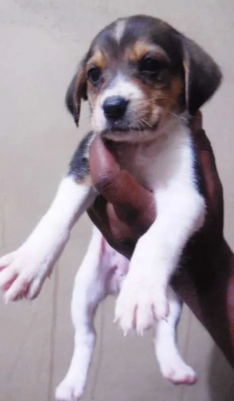 Cachorro raça INDEFINIDA idade Abaixo de 2 meses nome NÃO TEM