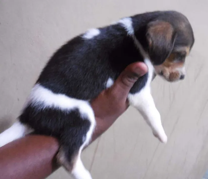Cachorro raça INDEFINIDA idade Abaixo de 2 meses nome NÃO TEM