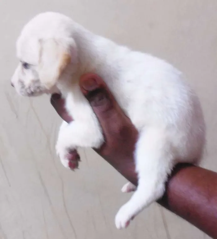 Cachorro raça INDEFINIDA idade Abaixo de 2 meses nome NÃO TEM