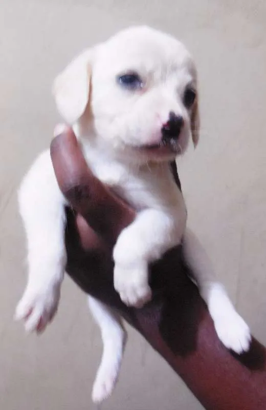 Cachorro raça INDEFINIDA idade Abaixo de 2 meses nome NÃO TEM