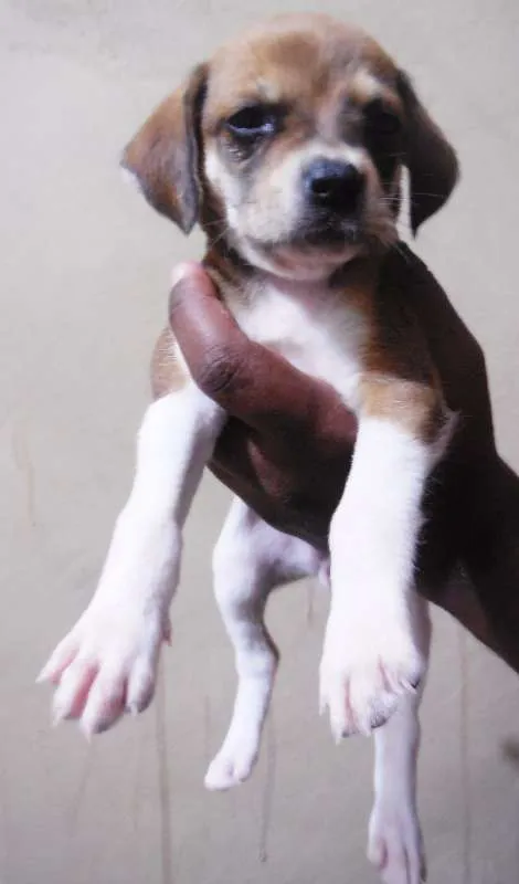 Cachorro raça INDEFINIDA idade Abaixo de 2 meses nome NÃO TEM