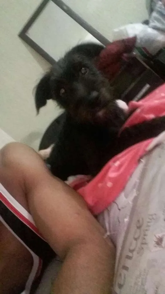 Cachorro ra a Poodle com labrador  idade 1 ano nome Olivia e meg