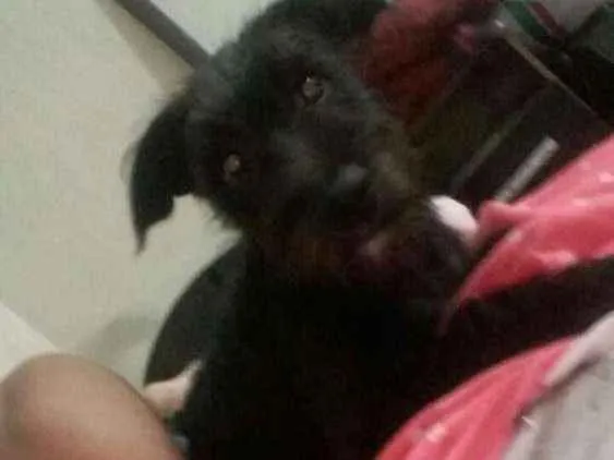 Cachorro ra a Poodle com labrador  idade 1 ano nome Olivia e meg