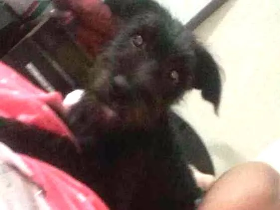 Cachorro ra a Poodle com labrador  idade 1 ano nome Olivia e meg