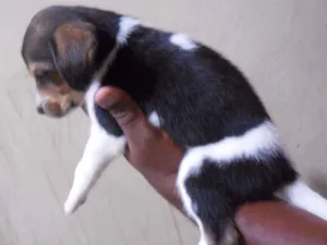Cachorro raça INDEFINIDA idade Abaixo de 2 meses nome NÃO TEM