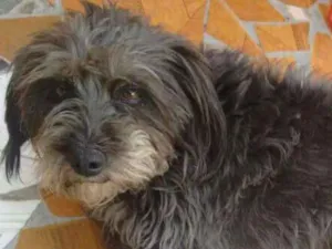 Cachorro raça Srd idade 3 anos nome Babi