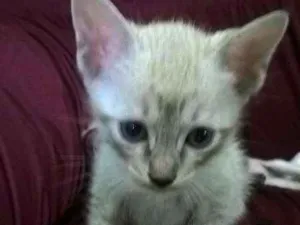 Gato raça SRD idade 2 a 6 meses nome Bebês