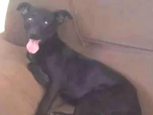 Cachorro raça SRD idade 7 a 11 meses nome Kiara