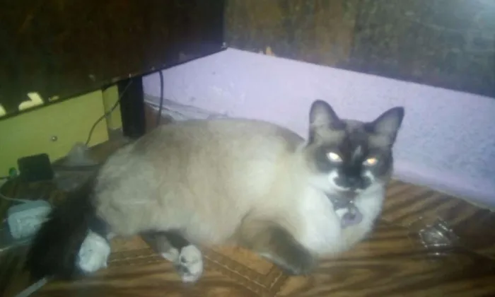 Gato ra a SRD idade 1 ano nome Bel
