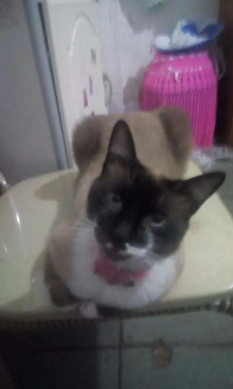 Gato ra a SRD idade 2 anos nome Judi