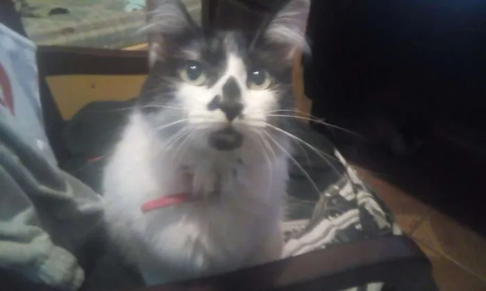Gato ra a SRD idade 1 ano nome Mumu