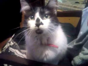Gato raça SRD idade 1 ano nome Mumu