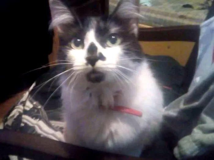 Gato ra a SRD idade 1 ano nome Mumu