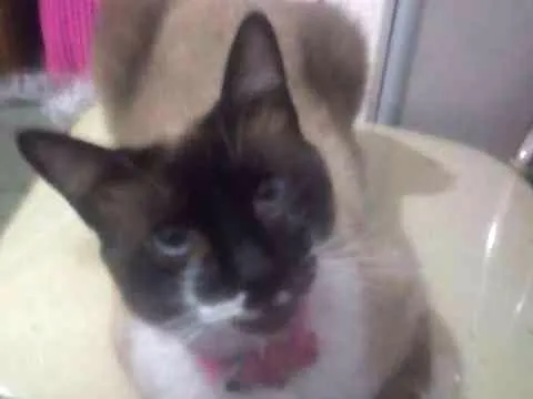 Gato ra a SRD idade 2 anos nome Judi