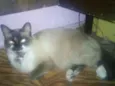 Bel