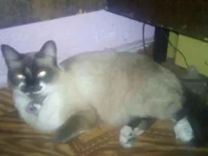 Gato raça SRD idade 1 ano nome Bel
