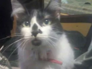 Gato raça SR idade 1 ano nome Mumu