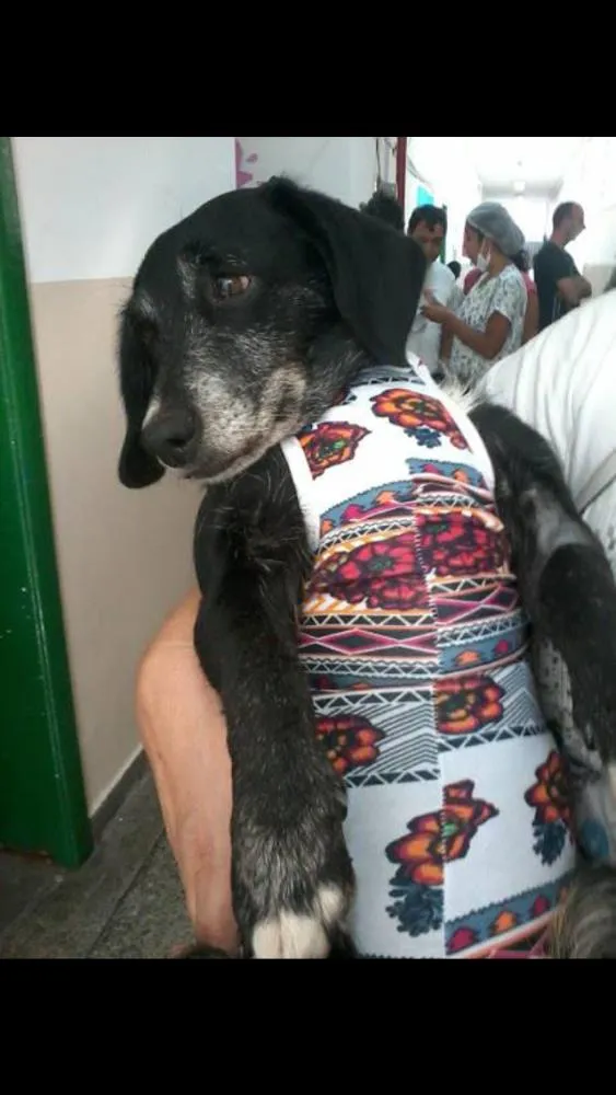 Cachorro ra a Srd idade 5 anos nome Lola