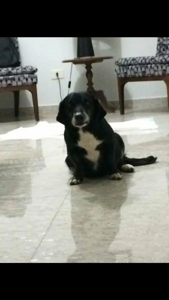 Cachorro ra a Srd idade 5 anos nome Lola
