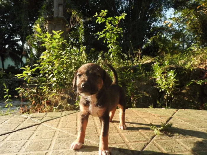 Cachorro ra a Vira-lata, misturado idade 2 a 6 meses nome Não tem