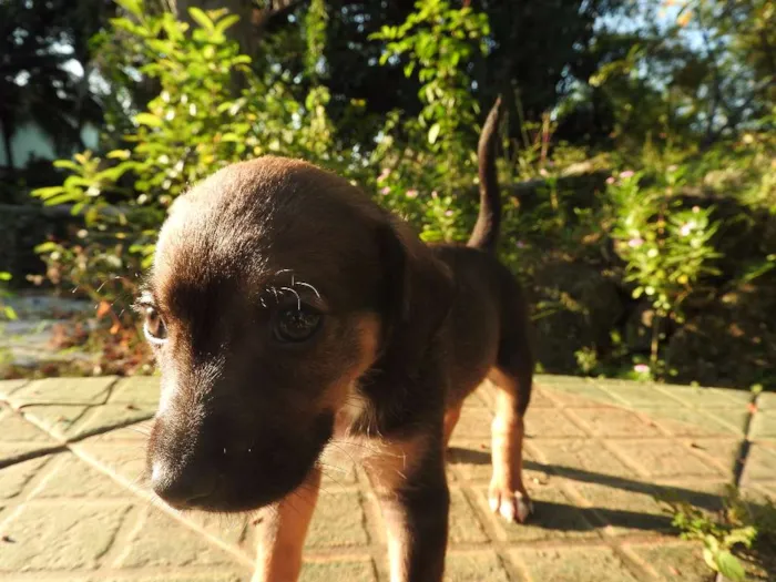 Cachorro ra a Vira-lata, misturado idade 2 a 6 meses nome Não tem