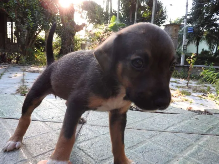 Cachorro ra a Vira-lata, misturado idade 2 a 6 meses nome Não tem