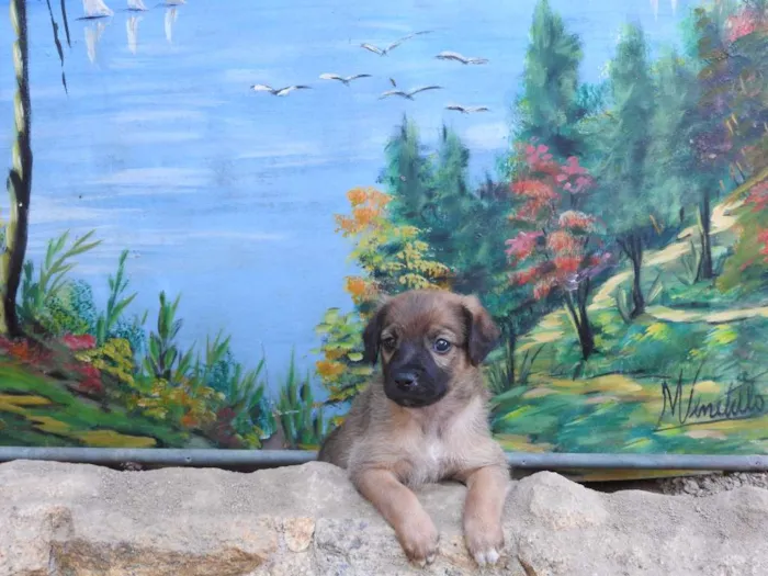 Cachorro ra a Vira-lata, misturado idade 2 a 6 meses nome Não tem