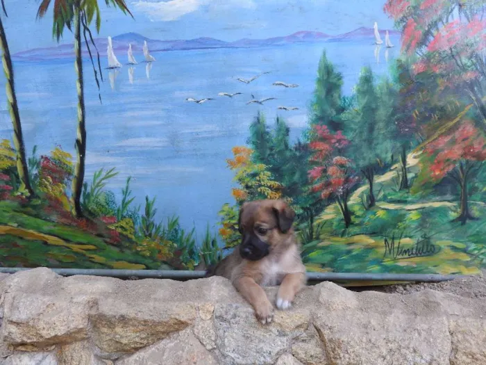 Cachorro ra a Vira-lata, misturado idade 2 a 6 meses nome Não tem