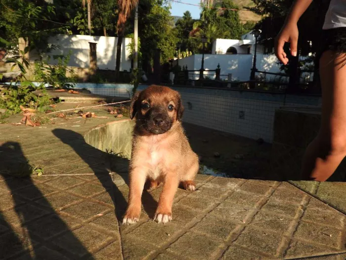 Cachorro ra a Vira-lata, misturado idade 2 a 6 meses nome Não tem
