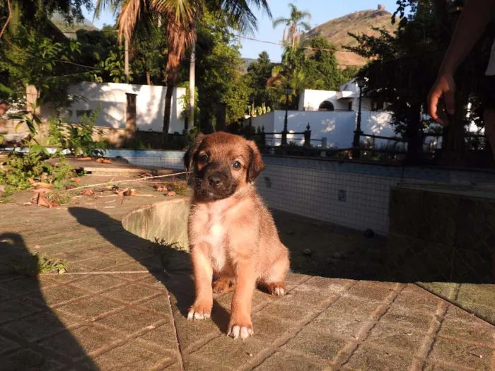 Cachorro ra a Vira-lata, misturado idade 2 a 6 meses nome Não tem