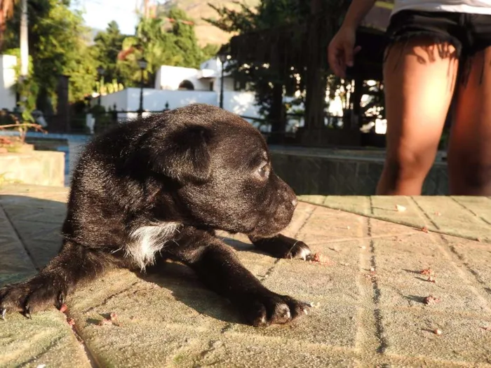 Cachorro ra a Vira-lata, misturado idade 2 a 6 meses nome Não tem