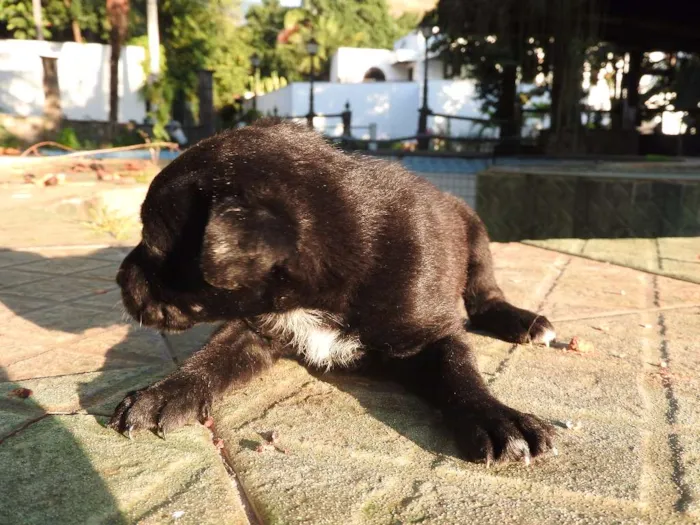 Cachorro ra a Vira-lata, misturado idade 2 a 6 meses nome Não tem