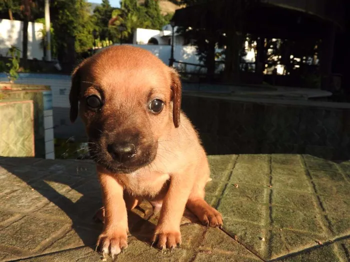 Cachorro ra a Vira-lata, misturado idade 2 a 6 meses nome Não tem