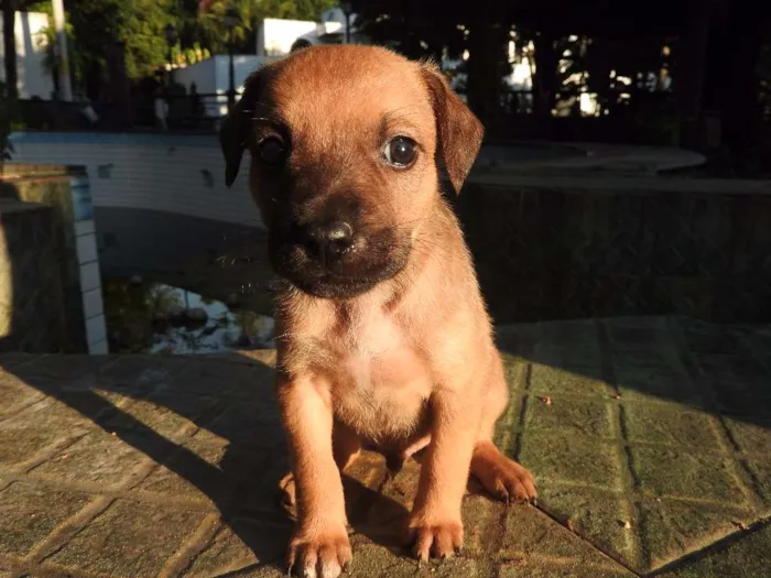 Cachorro ra a Vira-lata, misturado idade 2 a 6 meses nome Não tem
