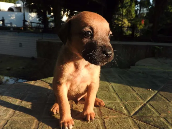 Cachorro ra a Vira-lata, misturado idade 2 a 6 meses nome Não tem