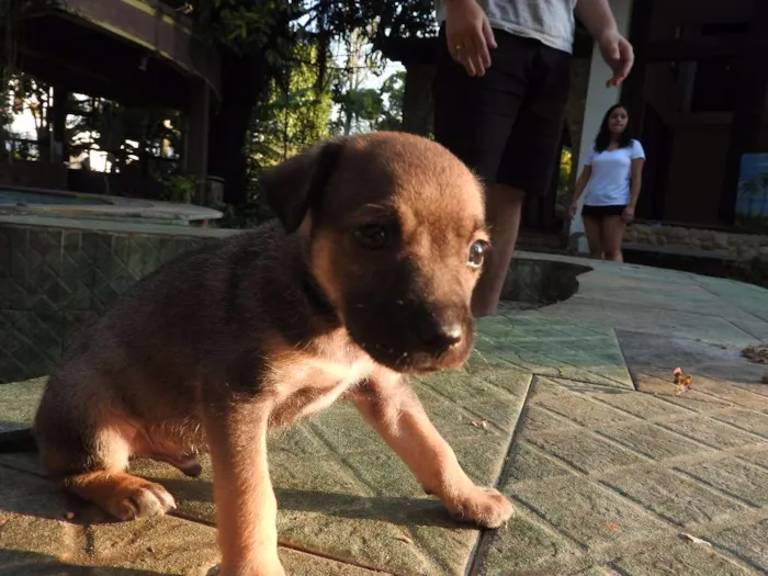 Cachorro ra a Vira-lata, misturado idade 2 a 6 meses nome Não tem