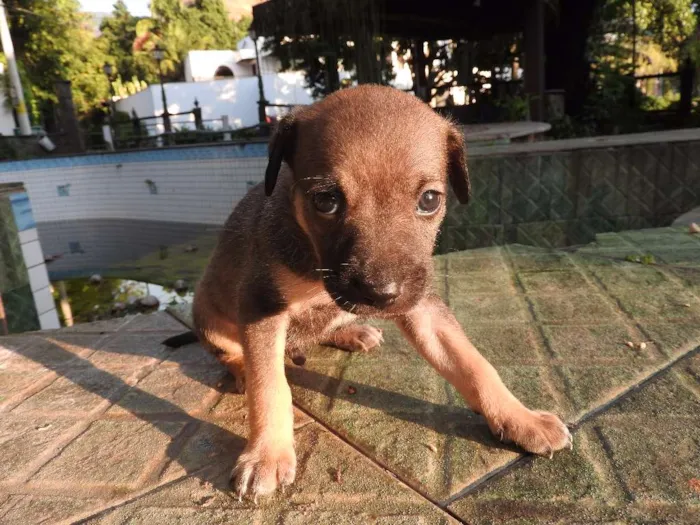 Cachorro ra a Vira-lata, misturado idade 2 a 6 meses nome Não tem
