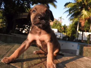 Cachorro raça Vira-lata, misturado idade 2 a 6 meses nome Não tem