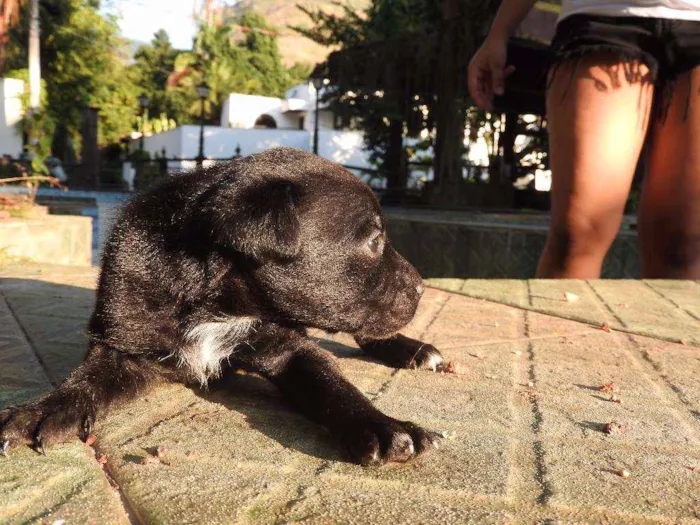 Cachorro ra a Vira-lata, misturado idade 2 a 6 meses nome Não tem