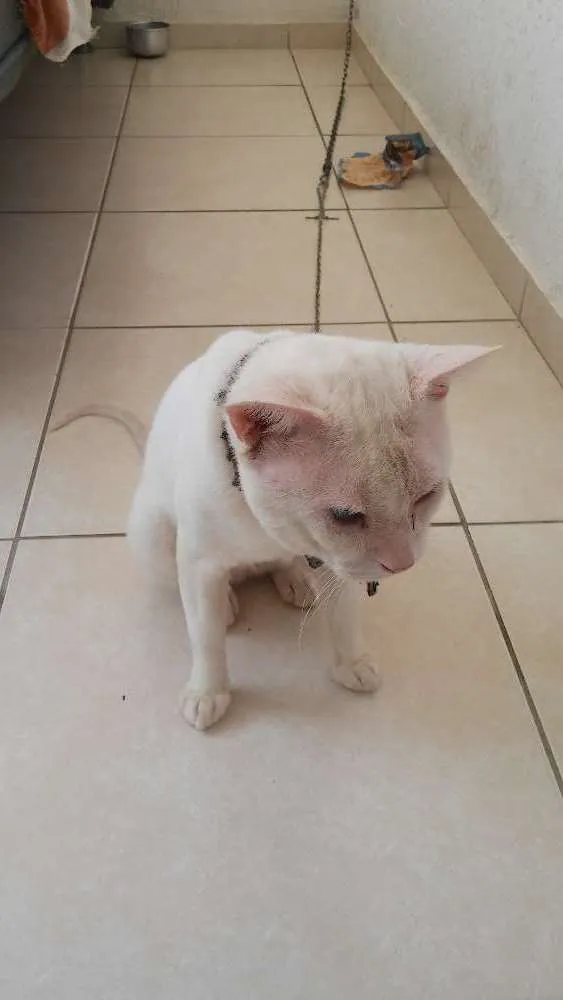 Gato raça Sem idade 3 anos nome Branquinho