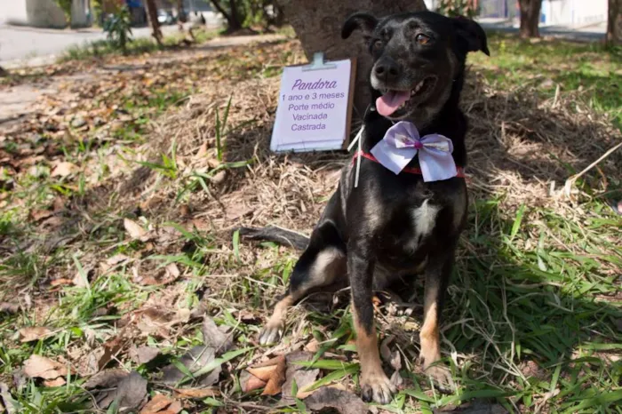 Cachorro ra a SRD idade 1 ano nome Pandora