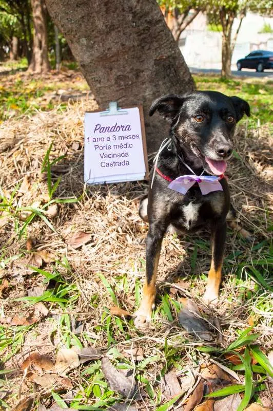 Cachorro ra a SRD idade 1 ano nome Pandora