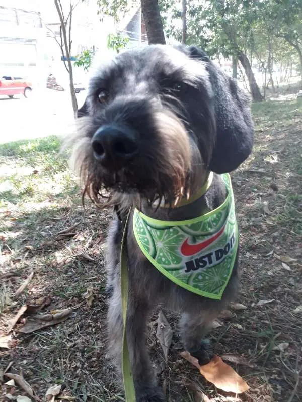 Cachorro ra a SRD idade 1 ano nome FLOP