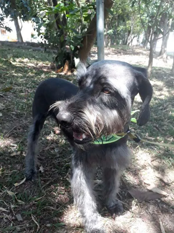Cachorro ra a SRD idade 1 ano nome FLOP