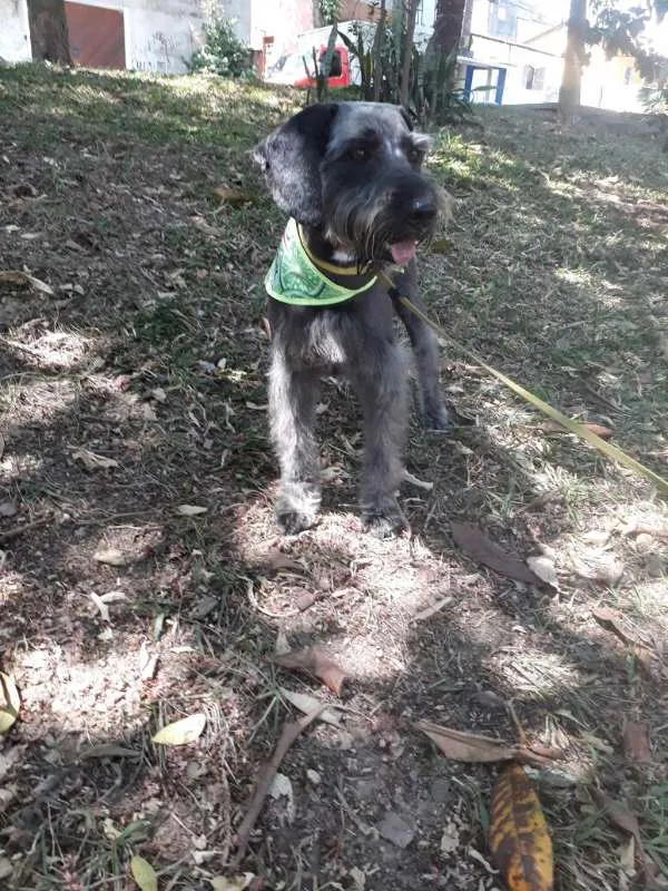 Cachorro ra a SRD idade 1 ano nome FLOP
