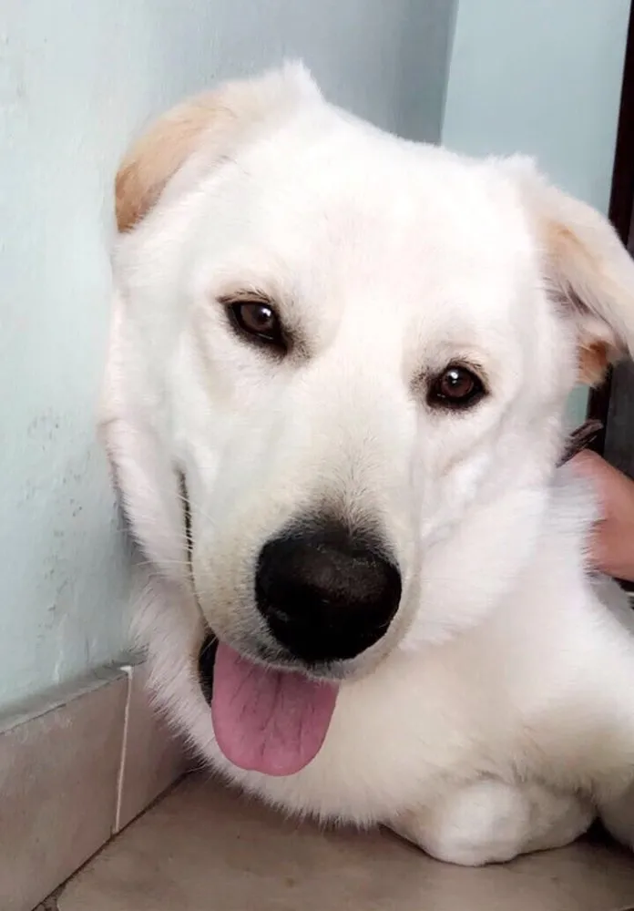 Cachorro ra a Labrador idade 2 anos nome Sem nome 