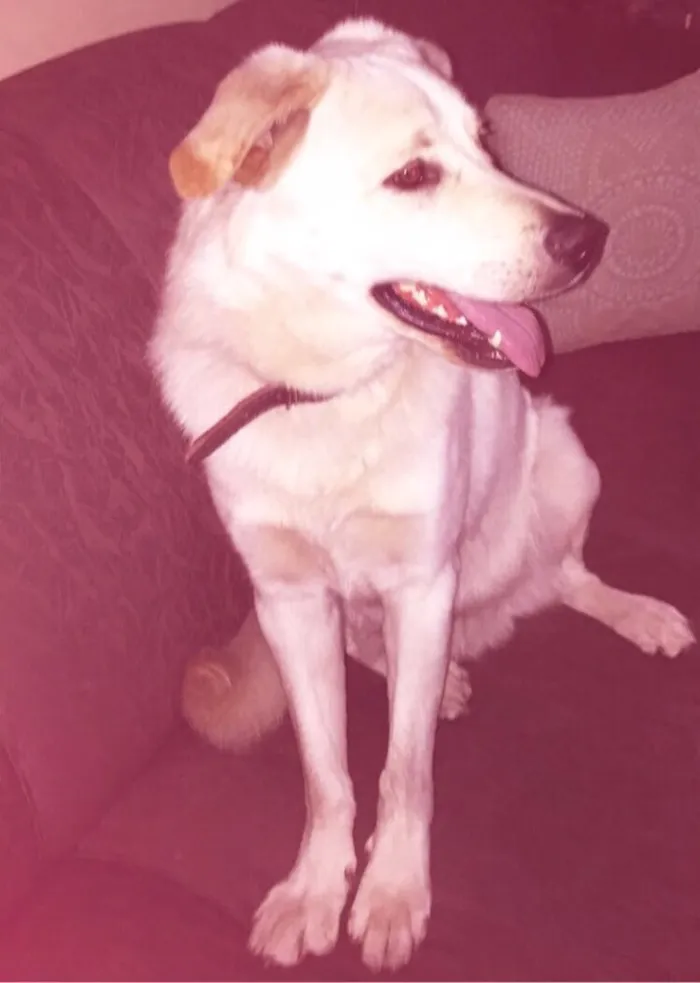 Cachorro ra a Labrador idade 2 anos nome Sem nome 